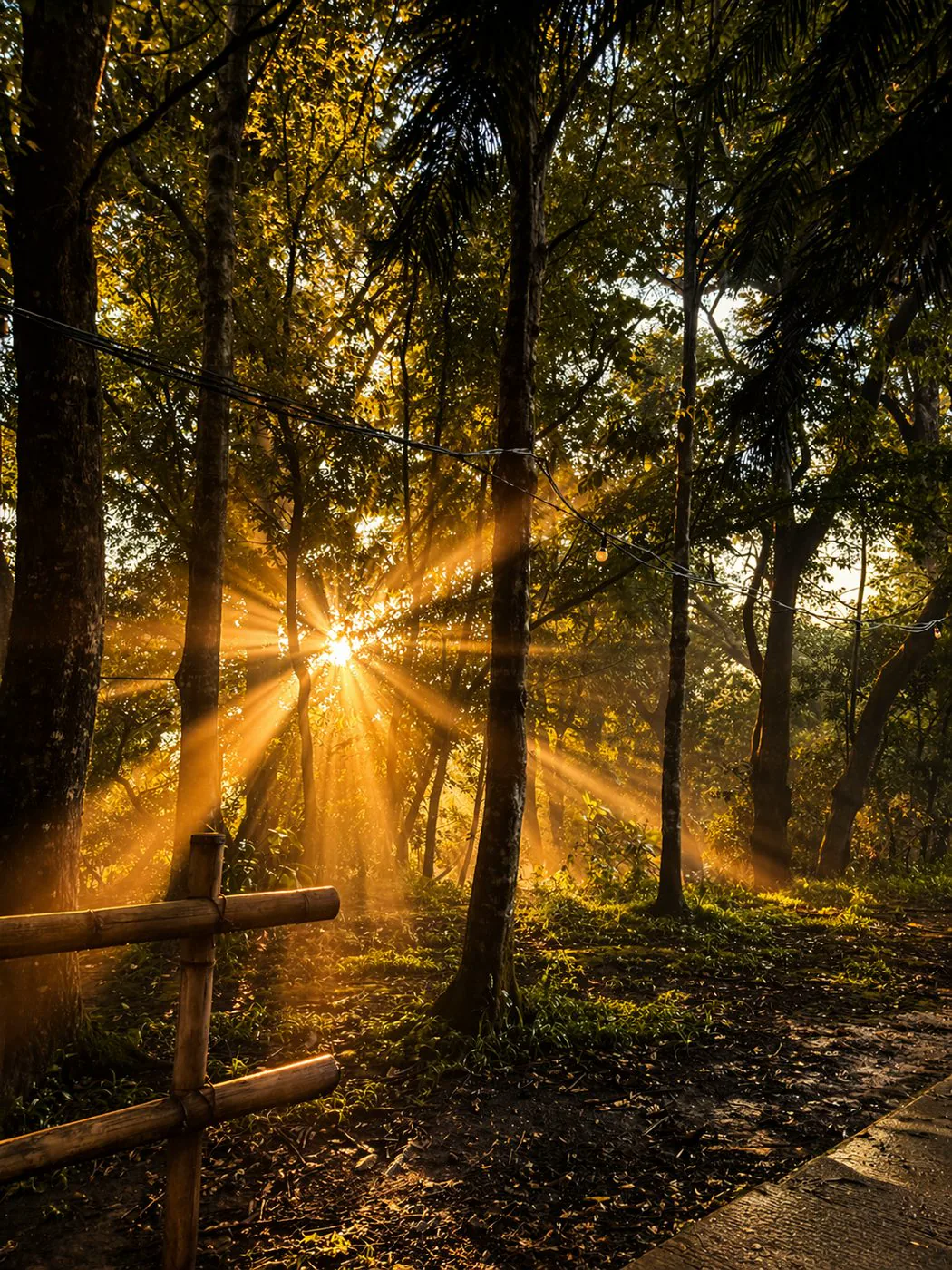 Bosque con rayos de sol en La Martinica cerca de Xalapa